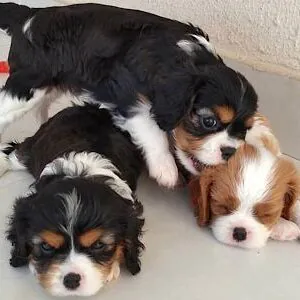Cavalier King Charles Speniel filhote venda