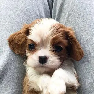 Cavalier King Charles Speniel filhote venda