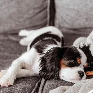 Cavalier King Charles Speniel filhote venda